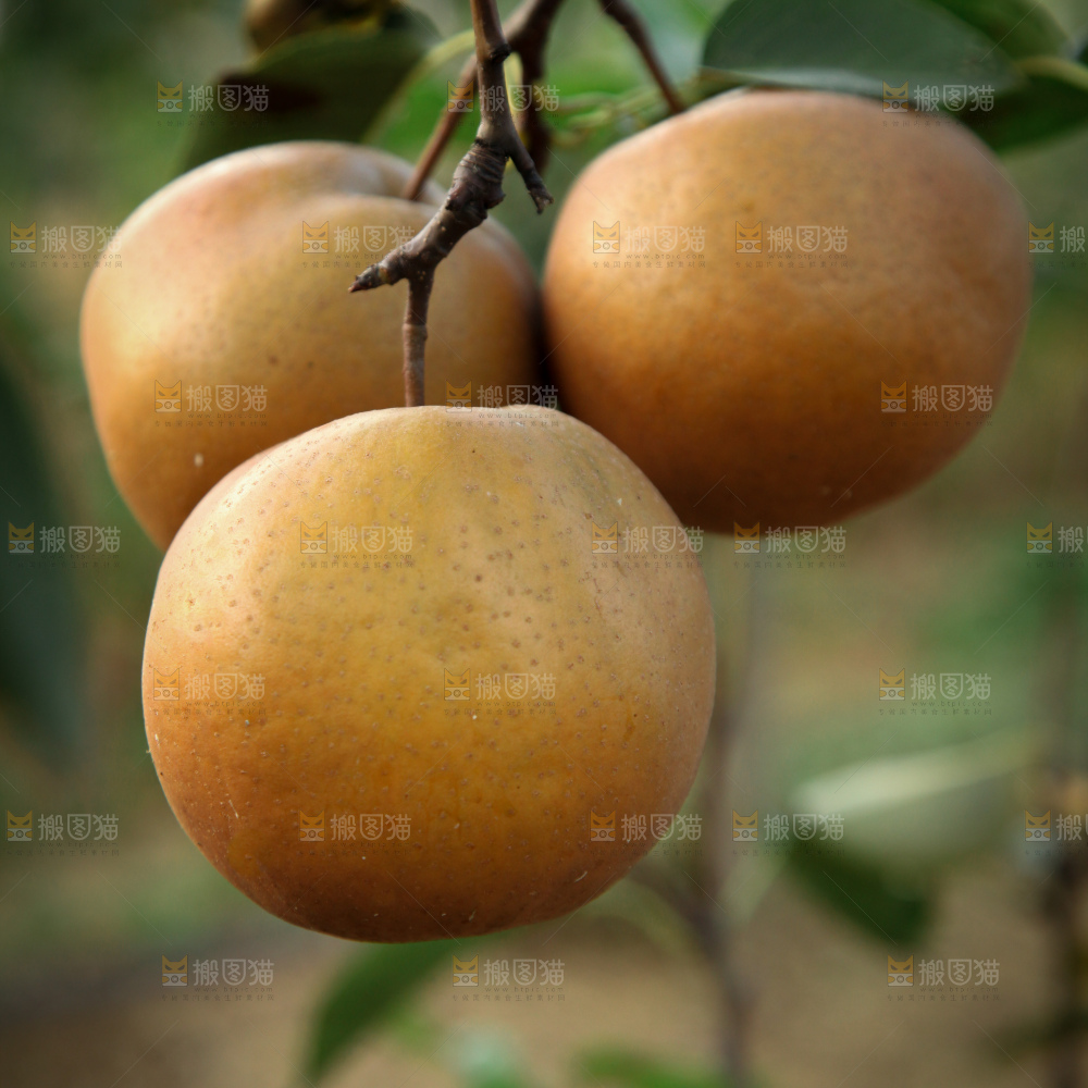 梨树