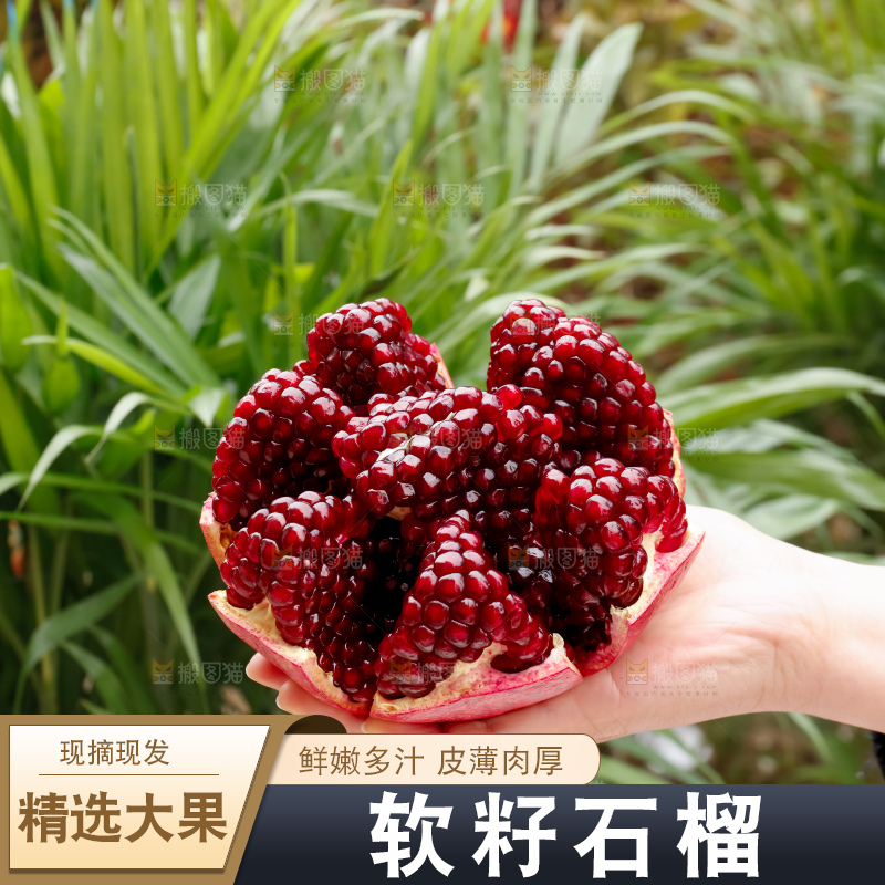 软籽石榴