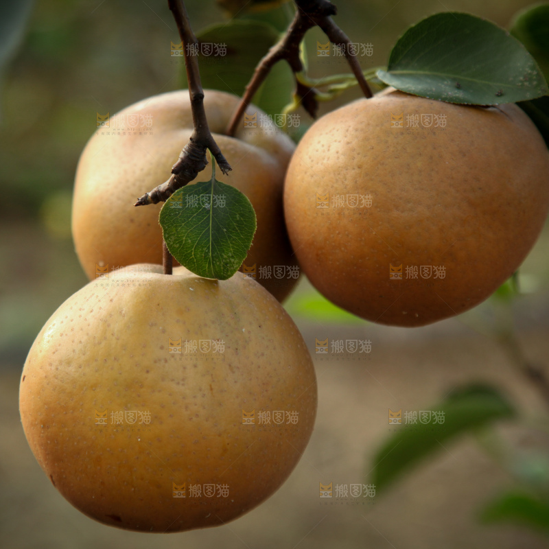 梨树