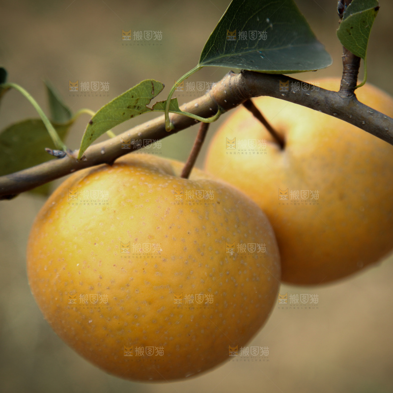 梨树