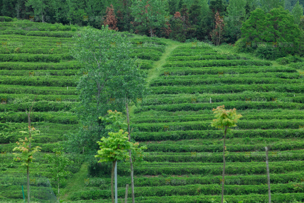 茶山
