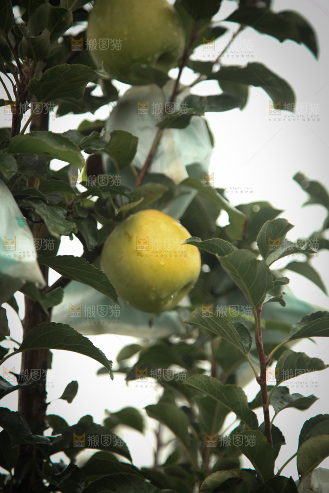 苹果树