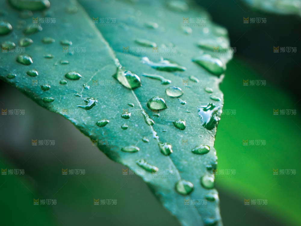 绿植露珠