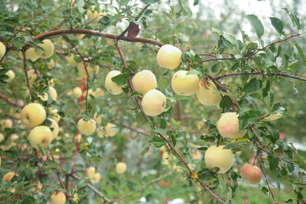 苹果树