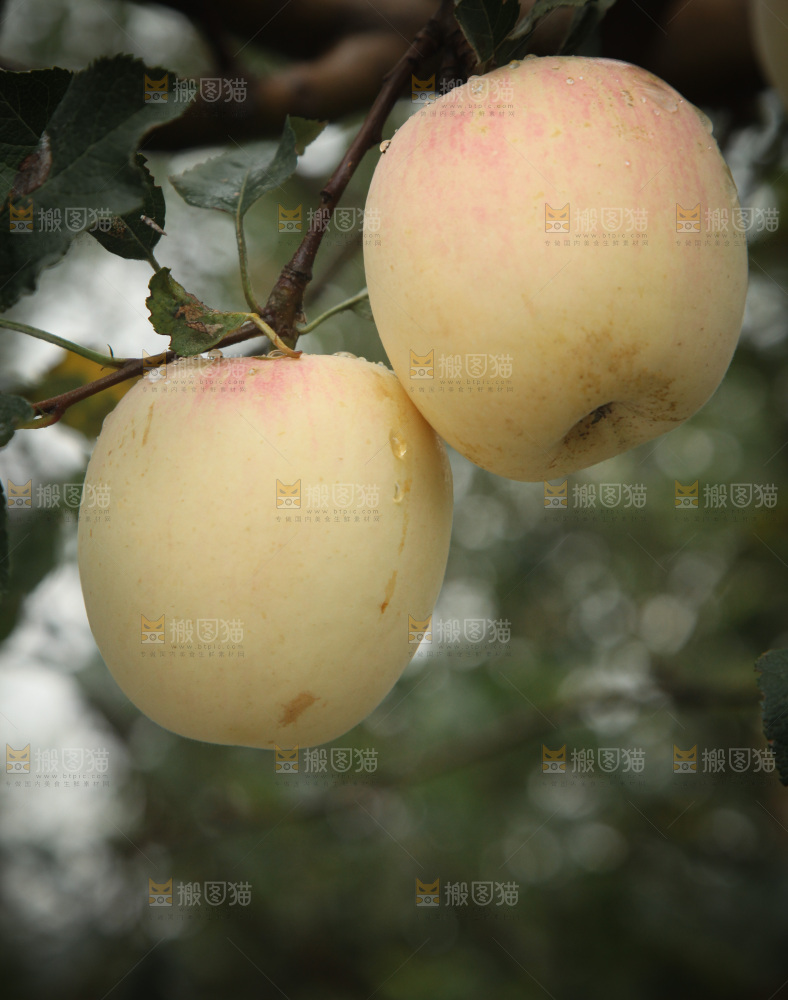 苹果树
