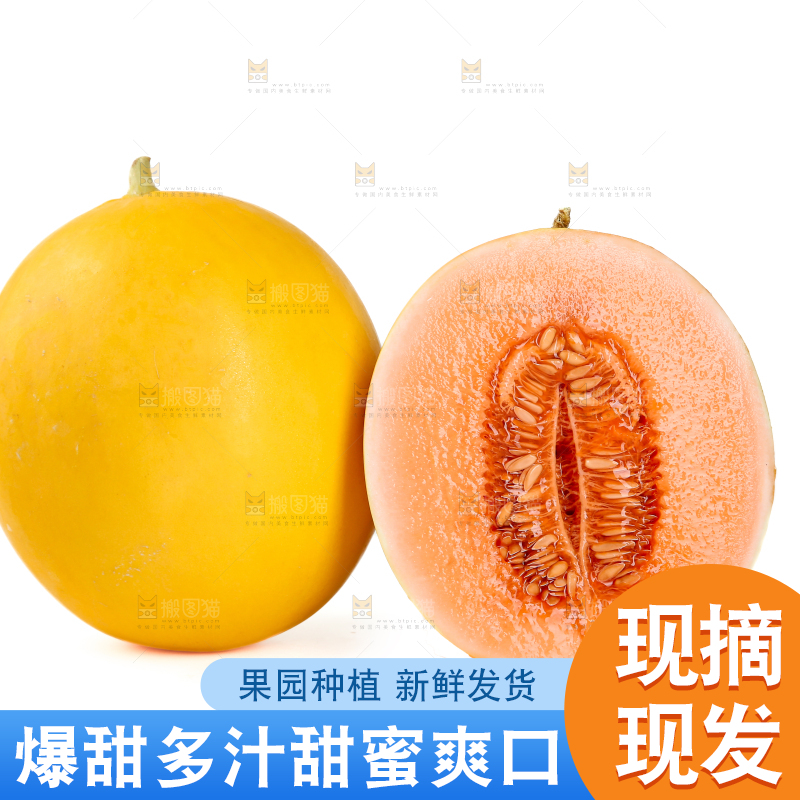 民勤蜜瓜