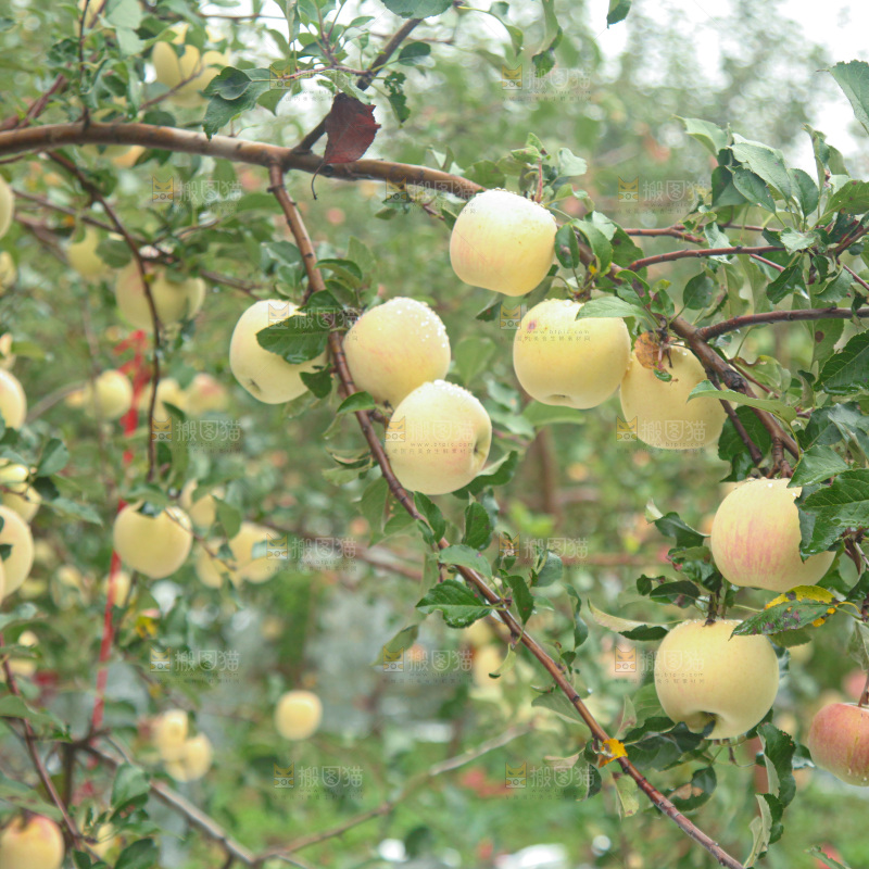 苹果树