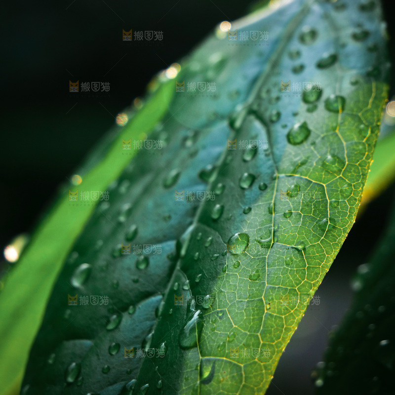 绿植露珠