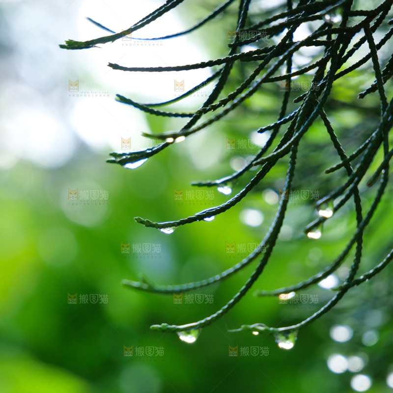 松树枝 雨后