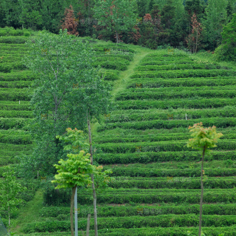 茶山