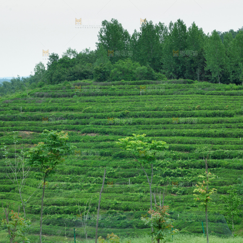 茶山