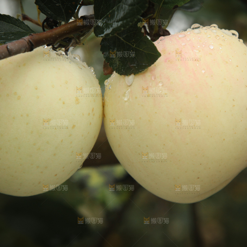 苹果树