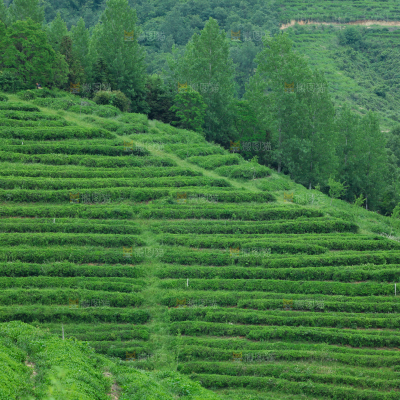 茶山
