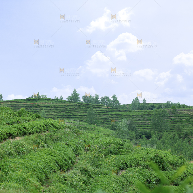 茶山