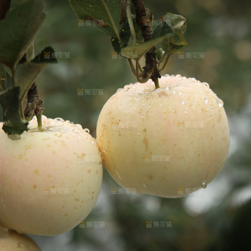 苹果树