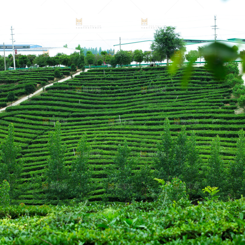 茶山