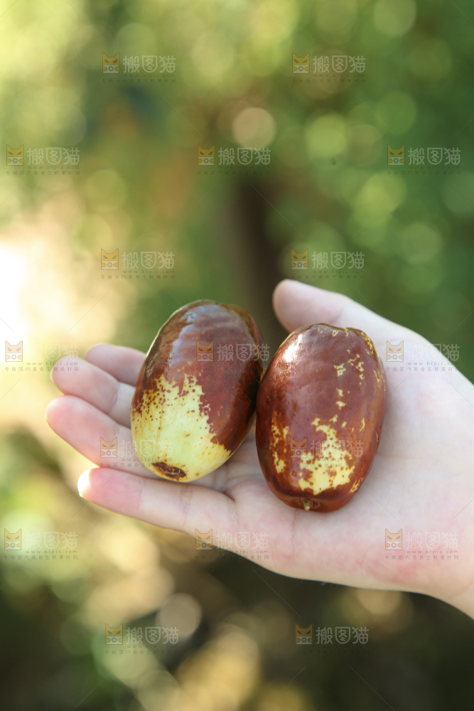 灵武长枣