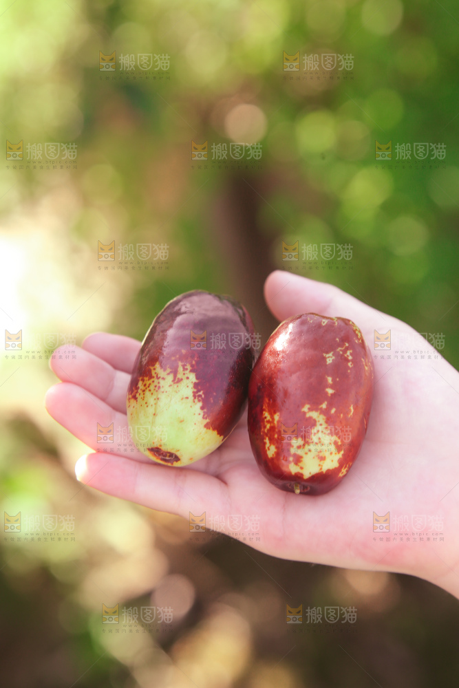 灵武长枣