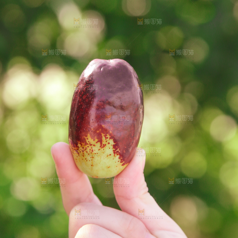 灵武长枣