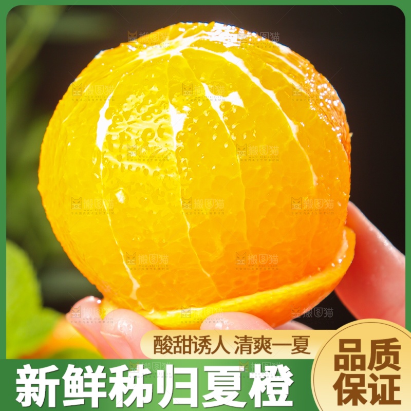 夏橙主图