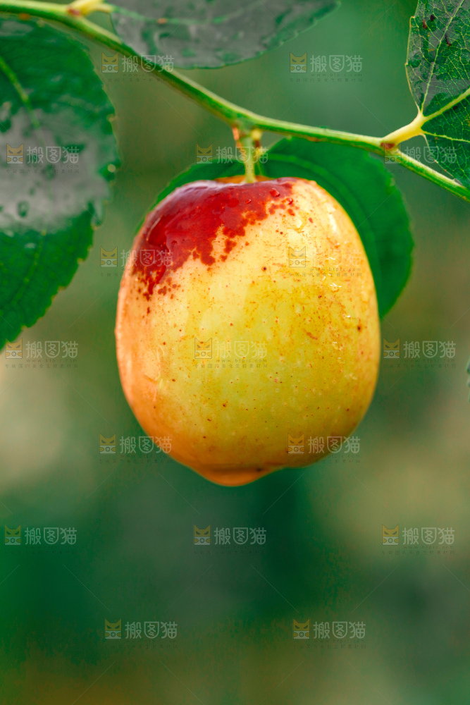 大荔冬枣