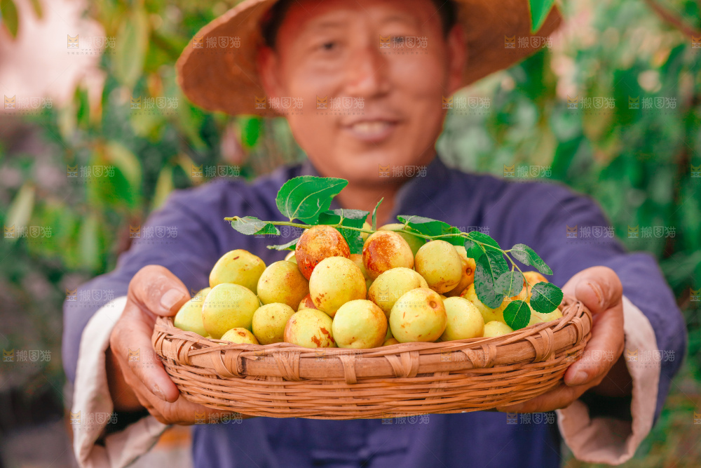大荔冬枣