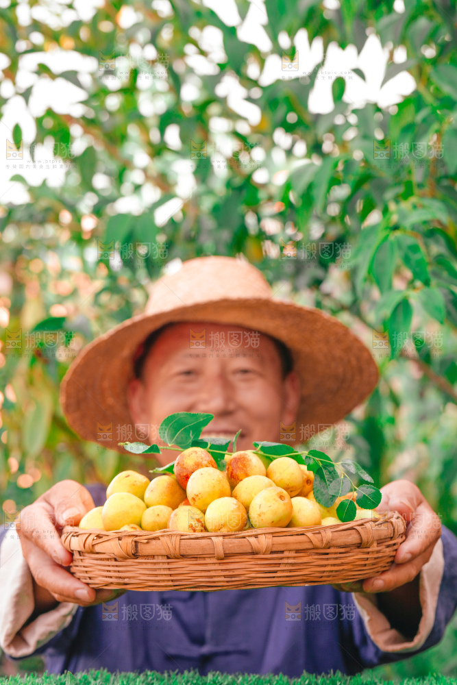 大荔冬枣