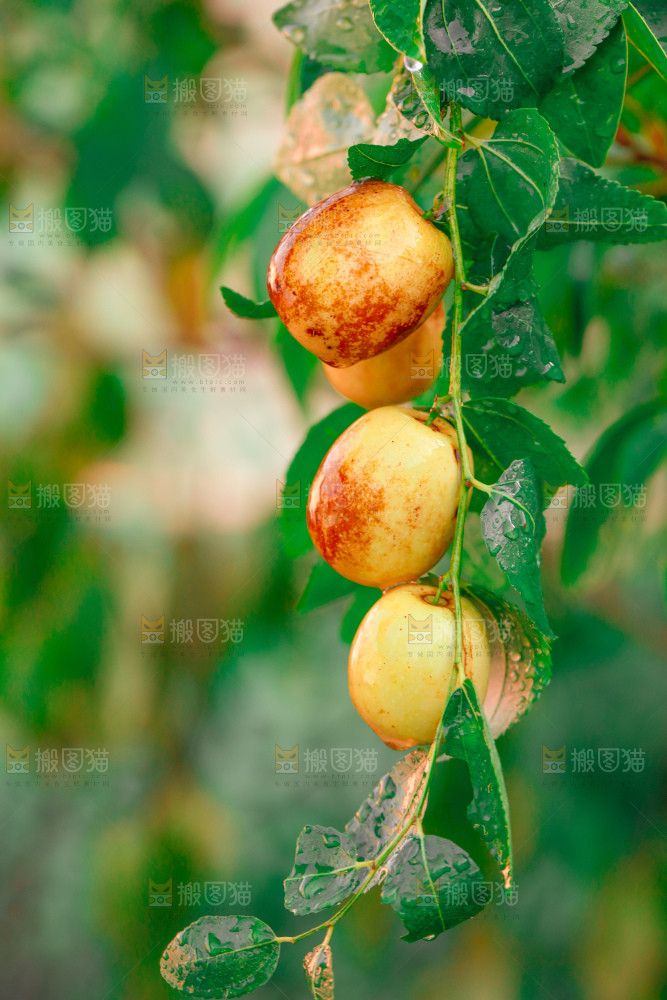大荔冬枣