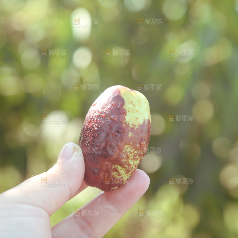 灵武长枣
