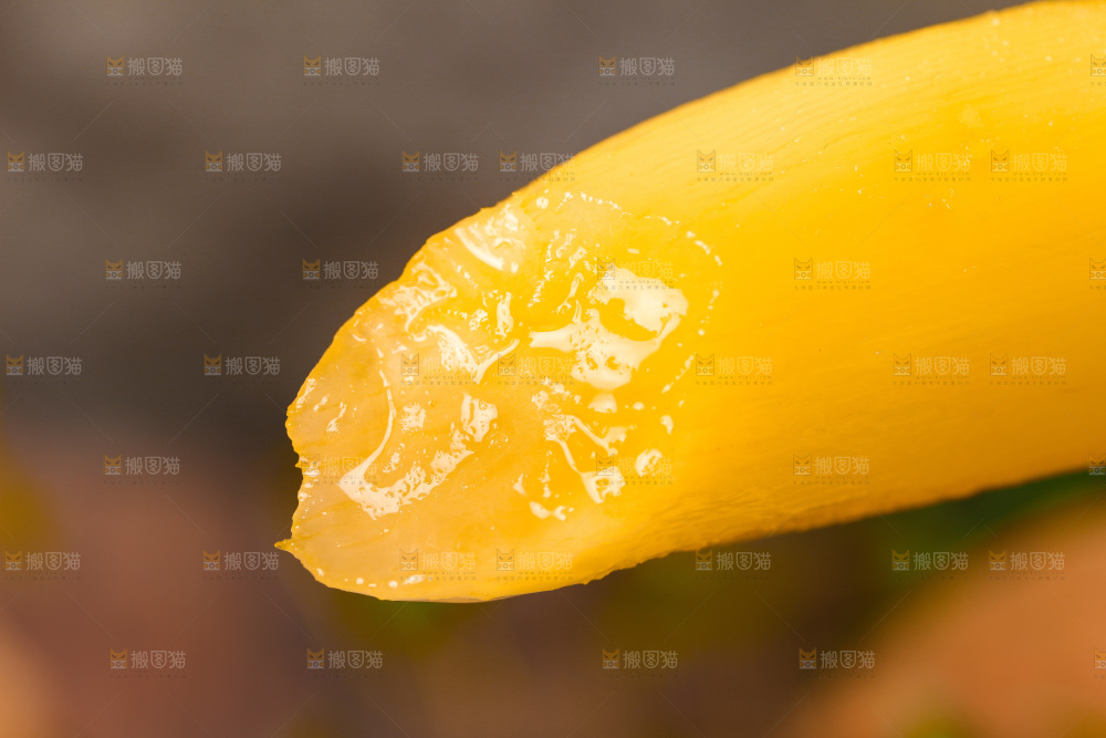 雪莲果