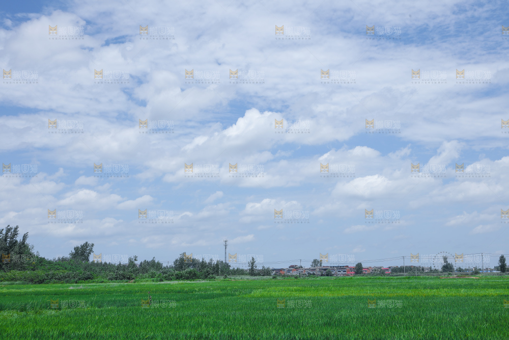 蓝天稻田