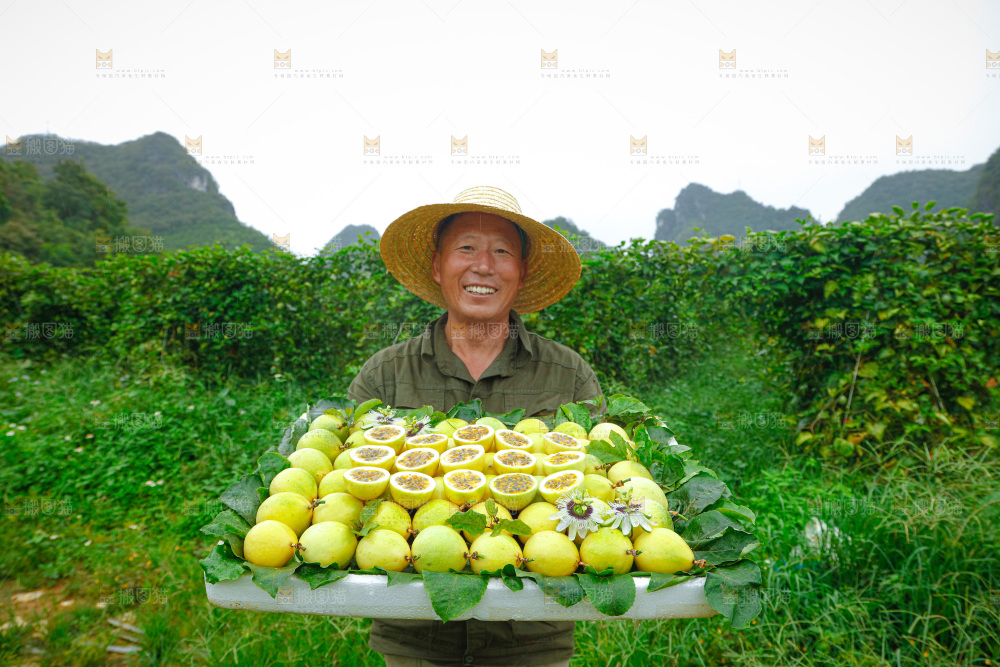 百香果采摘