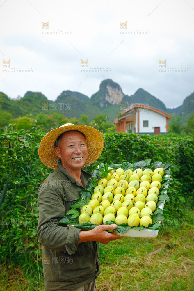 百香果采摘