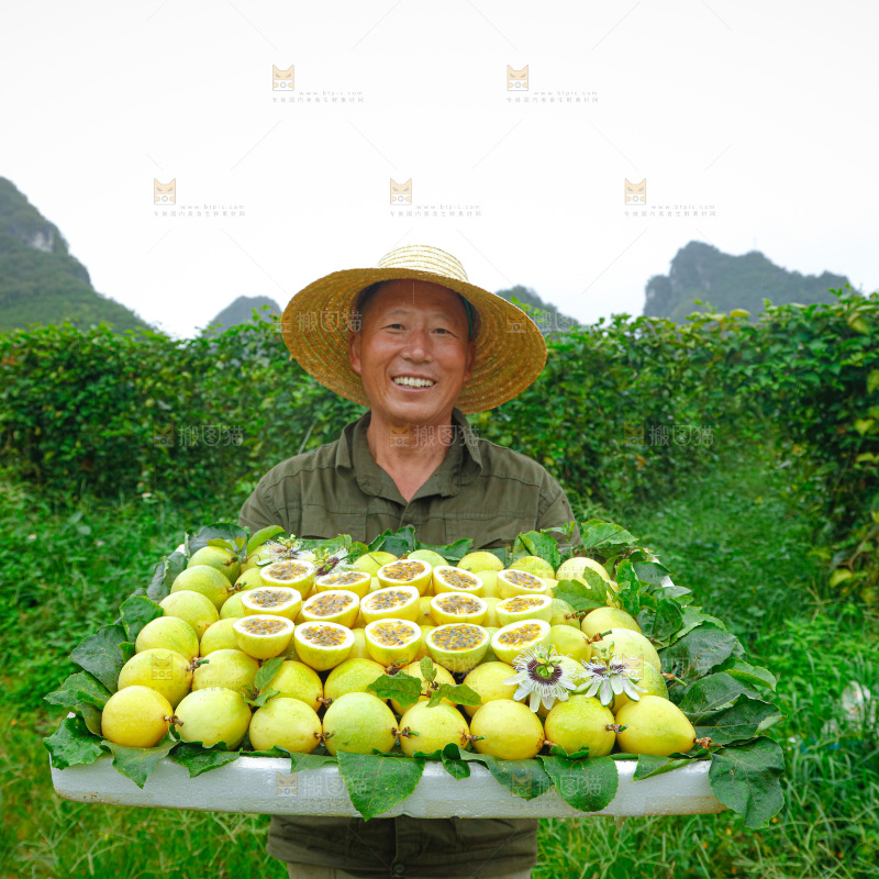 百香果采摘