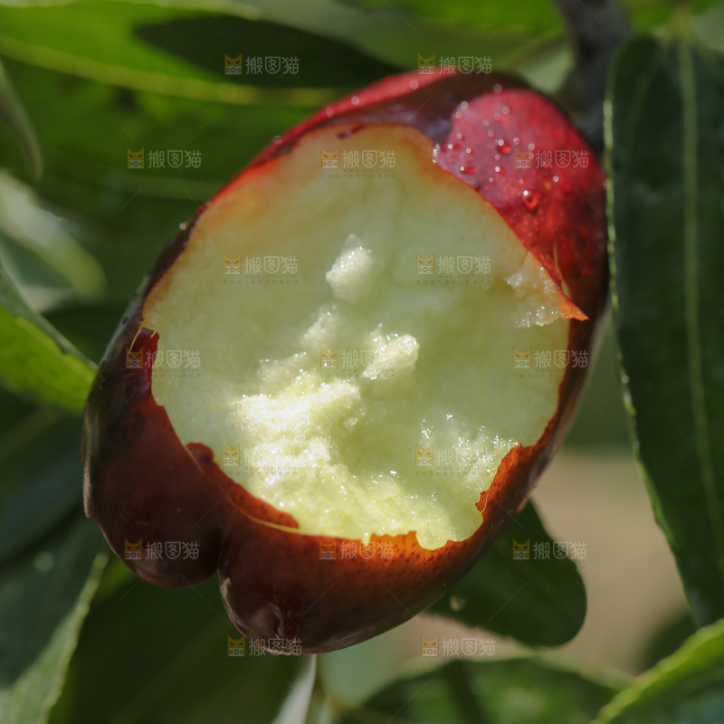 长枣树
