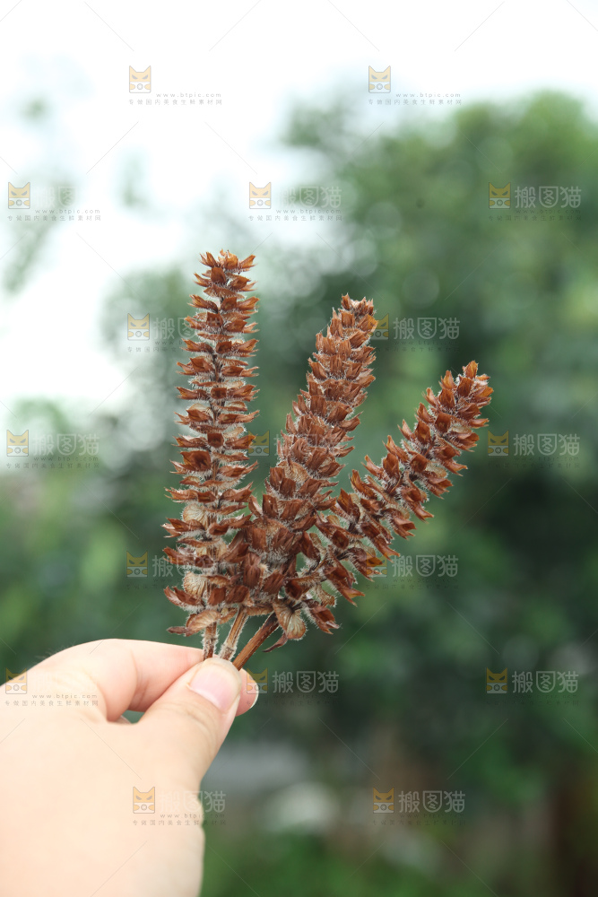 夏枯草