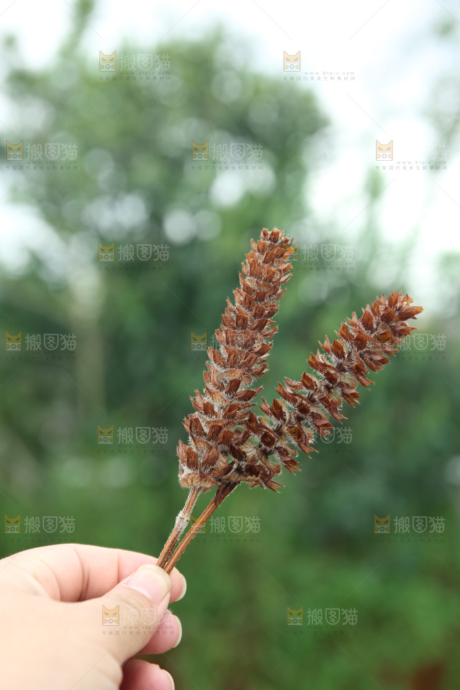 夏枯草