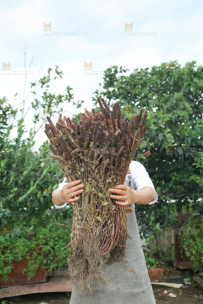 夏枯草