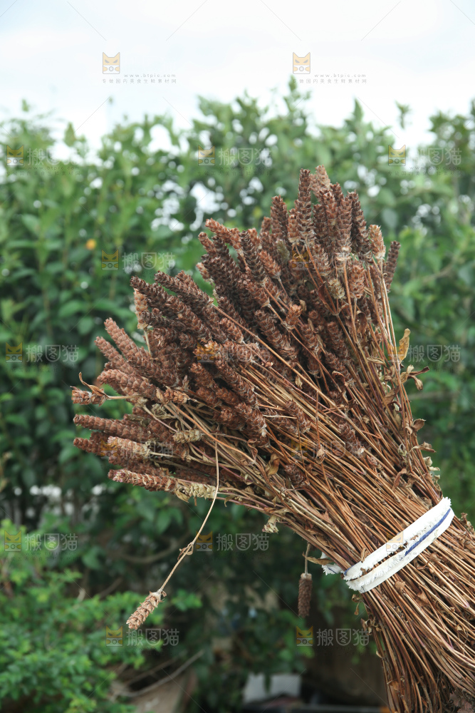 夏枯草