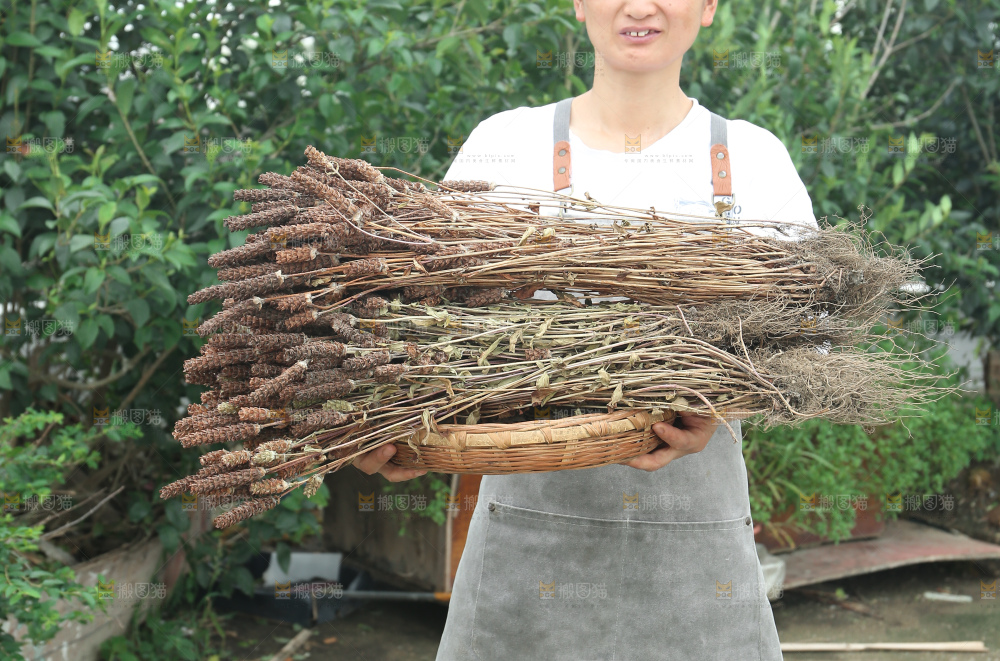 夏枯草