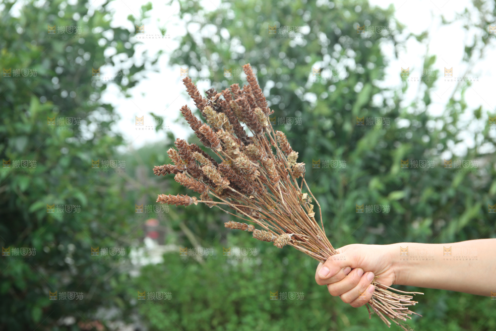 夏枯草