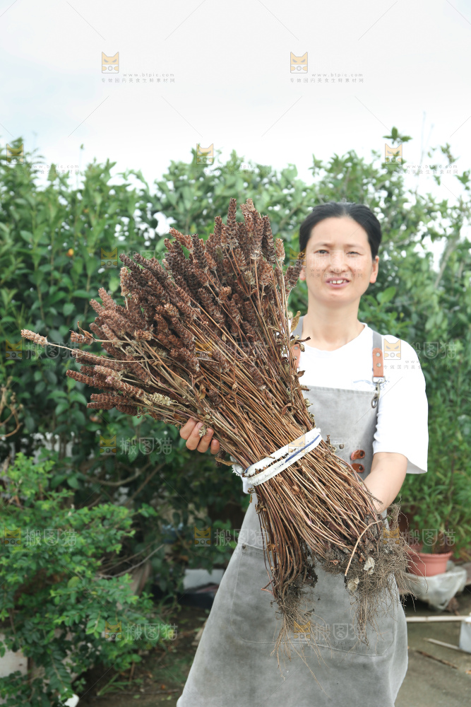 夏枯草