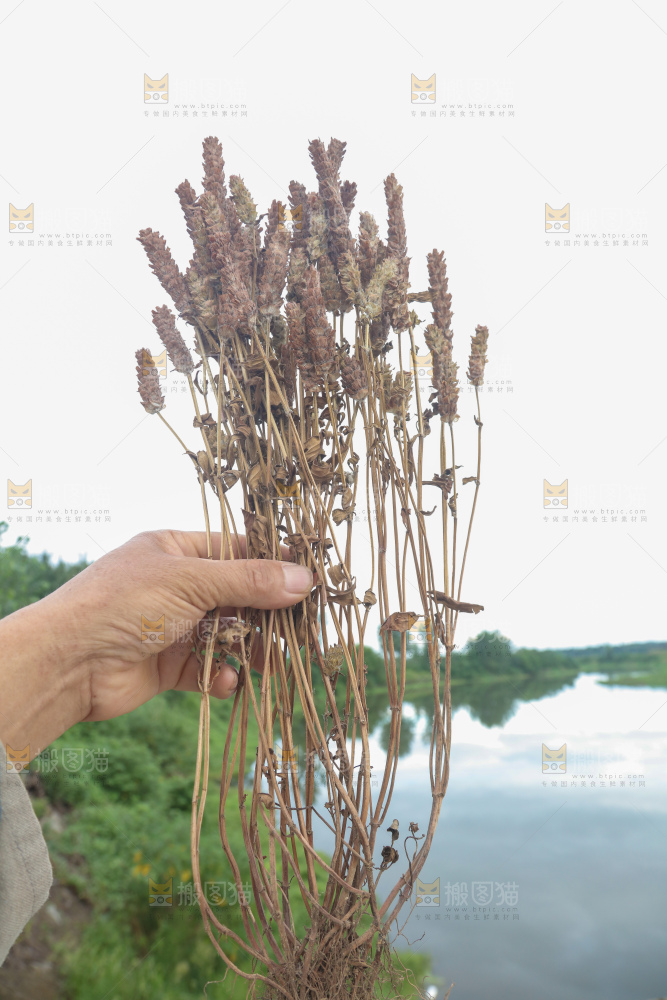 夏枯草