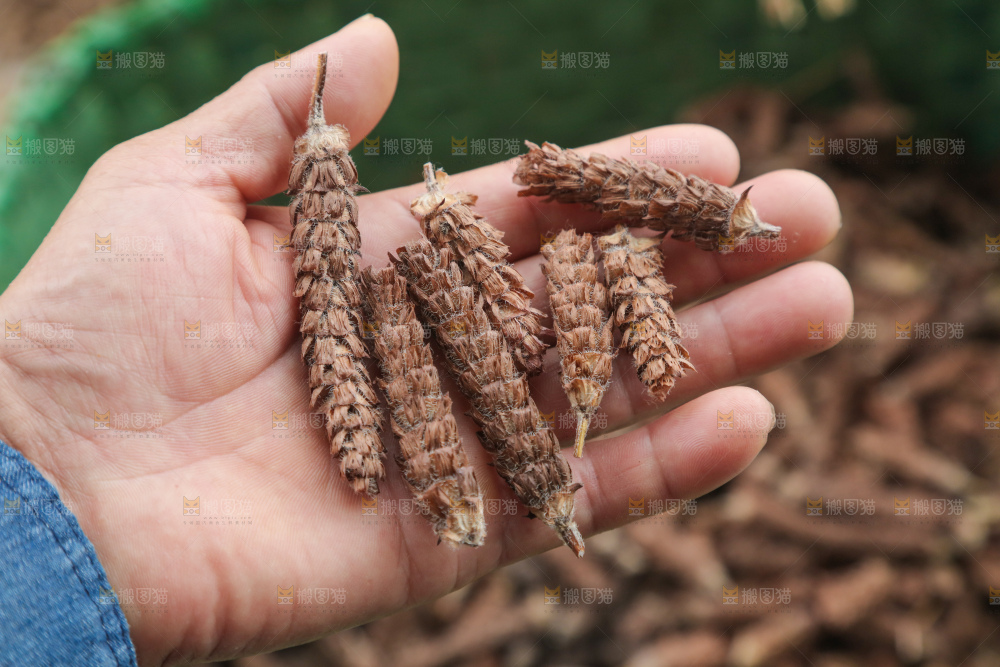 夏枯草