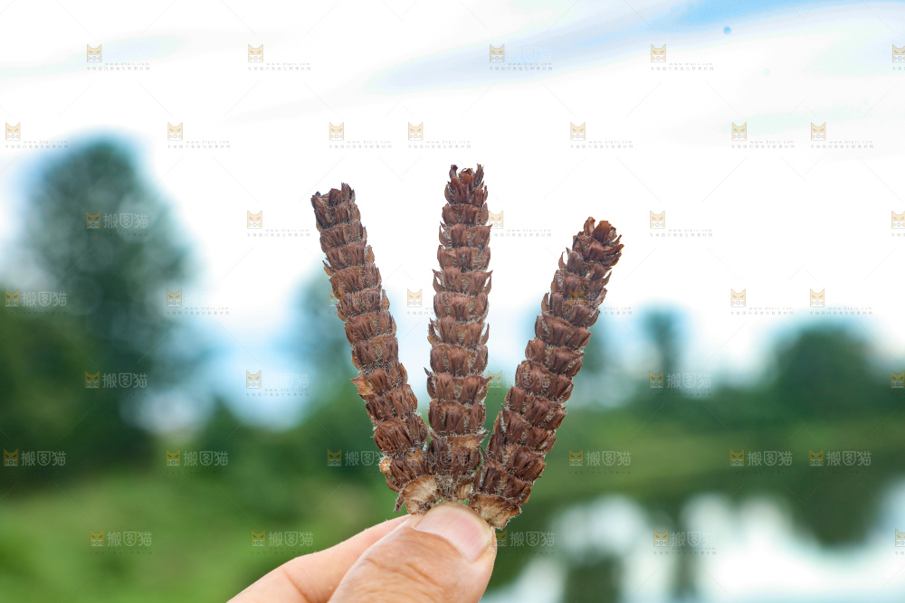 夏枯草