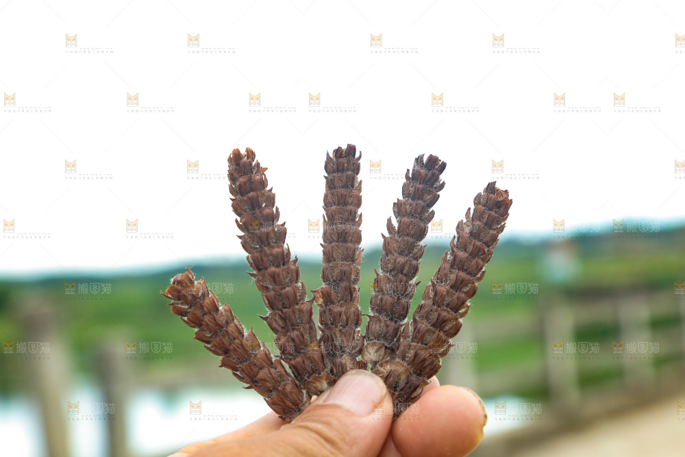 夏枯草