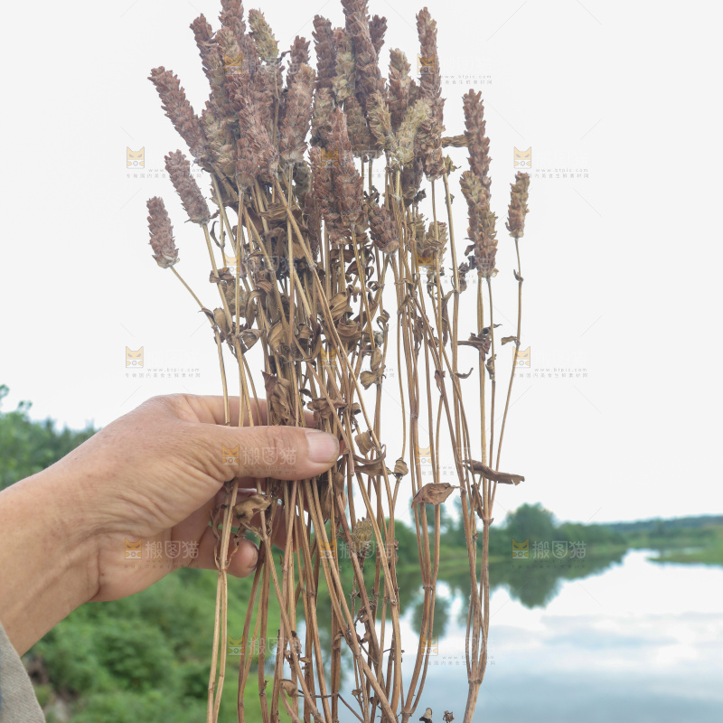 夏枯草