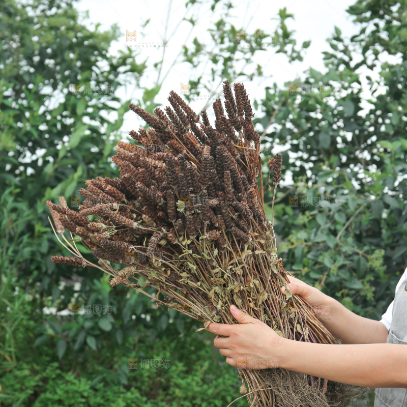 夏枯草