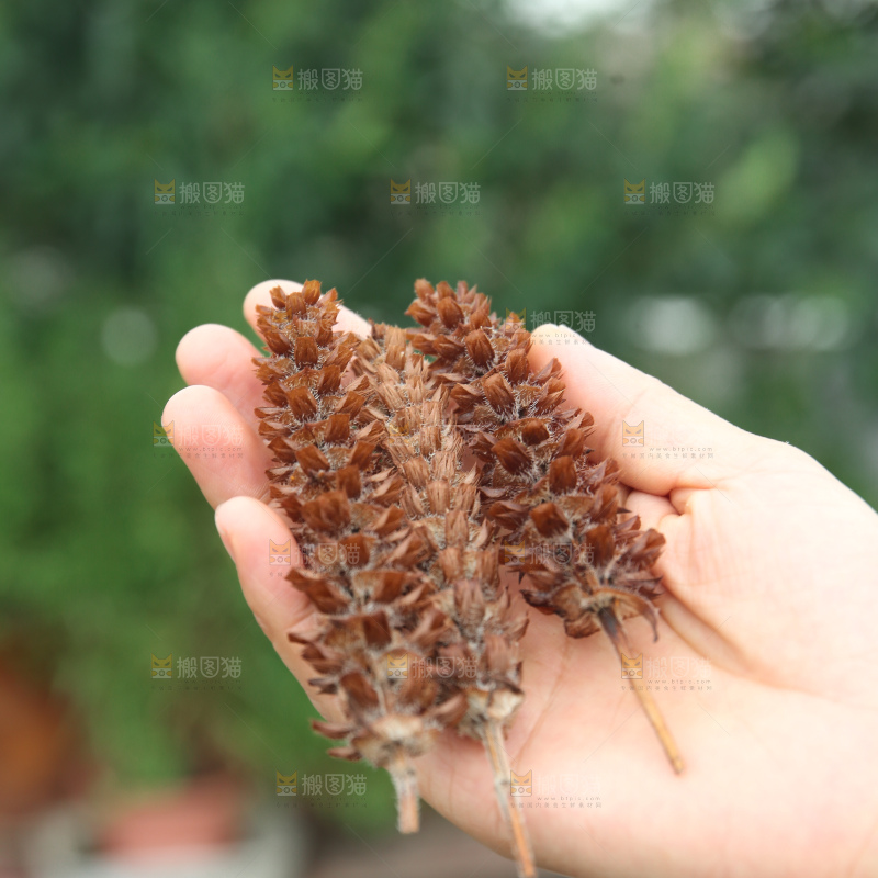 夏枯草