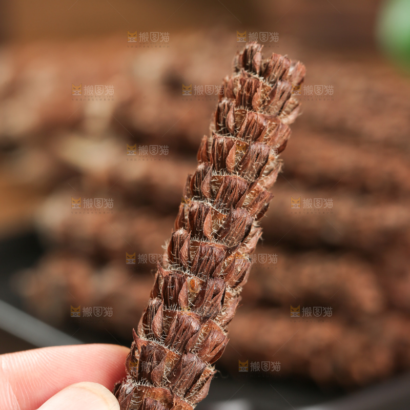 夏枯草